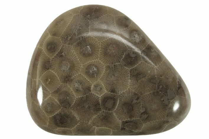 Polished Petoskey Stone (Fossil Coral) - Michigan #230468